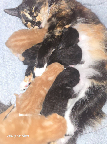 Main coon cross kittens.