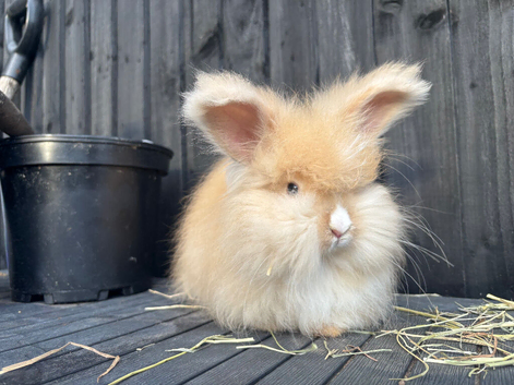 Angora Babies