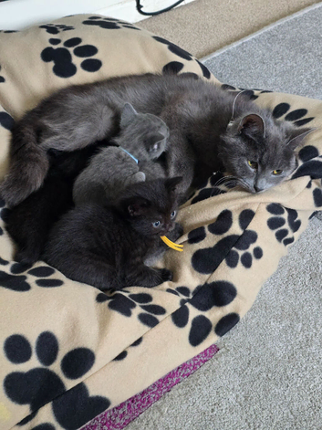 2 Girl Kittens