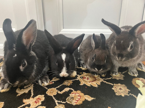 beautiful dwarf rabbits