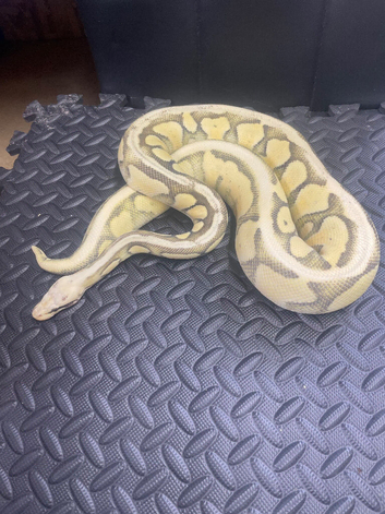 Super pastel desert ghost female