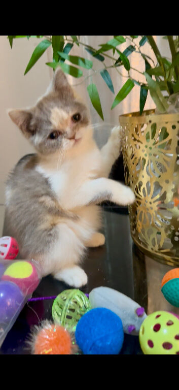1 Persian kitten 1 British shorthair hair kitten