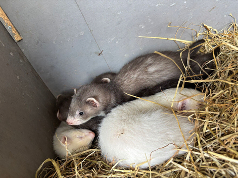 Ferret hobs available