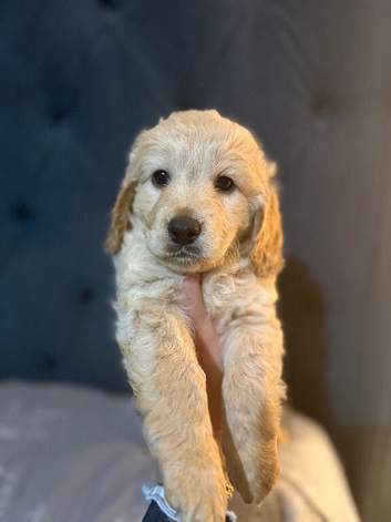 3 cockapoo boys for sale
