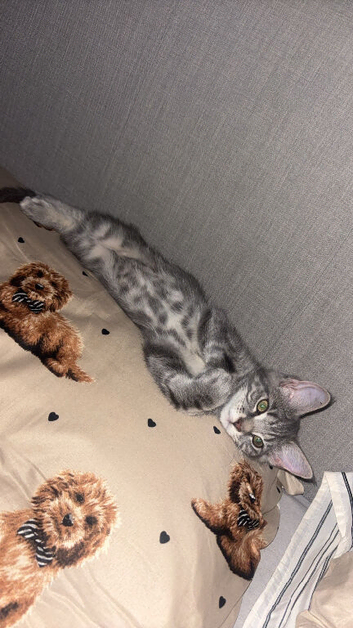 Beautiful grey Maine coon cross boy