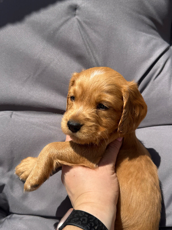 Beautiful Cocker spaniels puppies