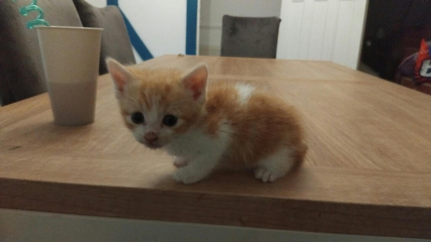 2 female and 1 male ginger kittens