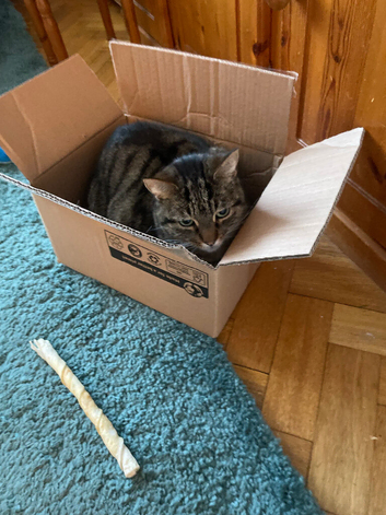 Loving tabby cat for sale