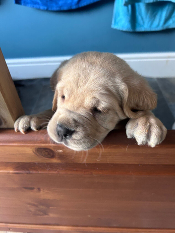 CANE CORSO PUPPIES LOOKING FOR THEIR FOREVER HOMES