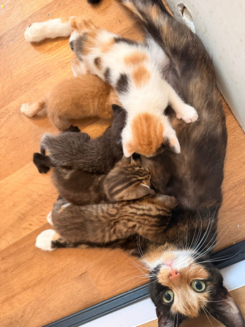 Kittens looking for forever