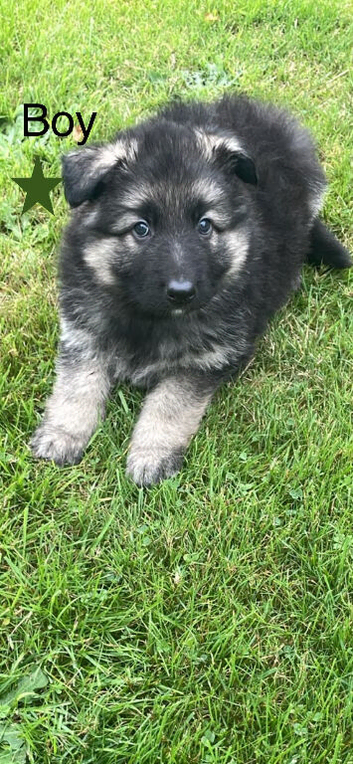 Beautiful German Shepherd Puppies