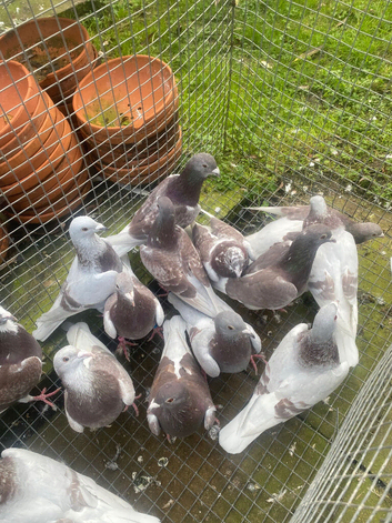 Bricoux pigeons