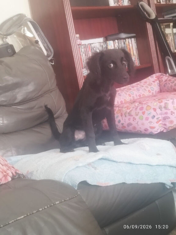 puppy needing new home