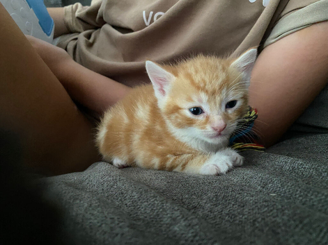 Kittens for sale