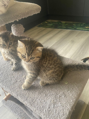 Selkirkrex babies