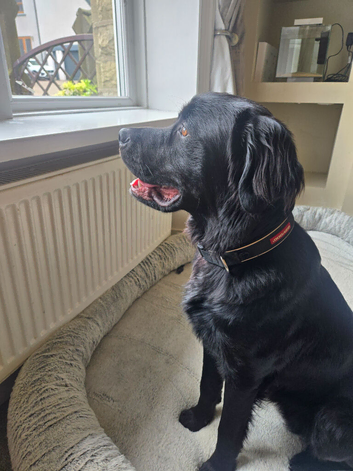 Rottie x Sprocker
