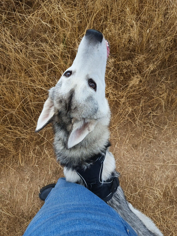 Beautiful 7 month old Siberian puppy - Male