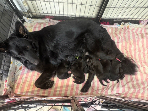Black German shepherd