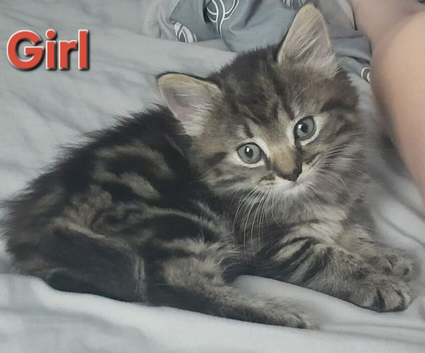 Fluffy 2 Kittens all received
