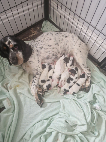 Litter of 7 bocker puppies