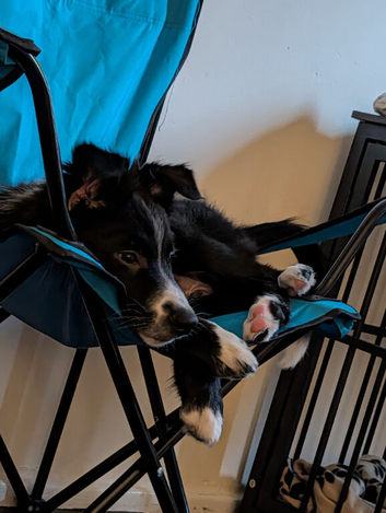 15 week old male border collie