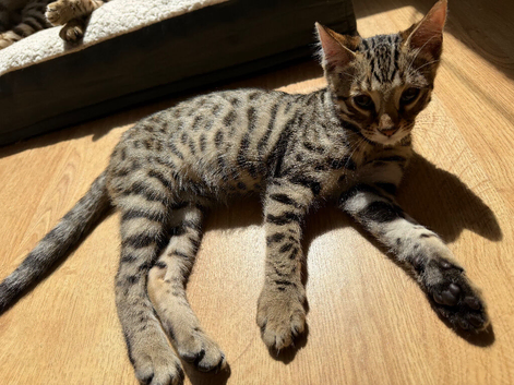 LAST ONE LEFT - MALE stunning Glitter Coat bengals