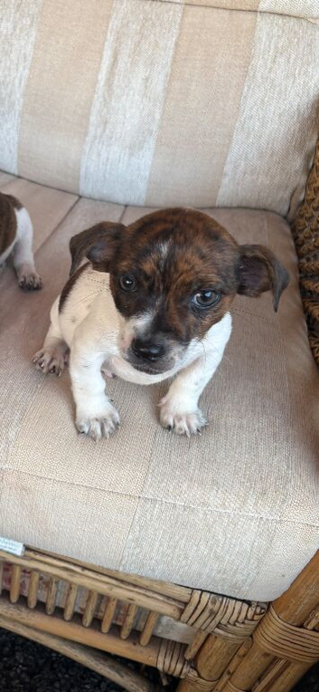 Jack russel puppies