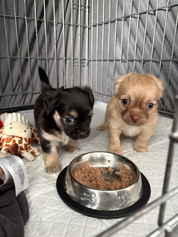 Adorable chihuahua puppies