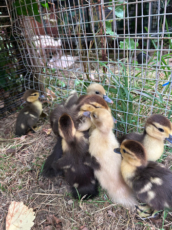 Muscovy duckings