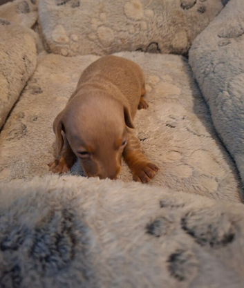 Miniature dachshund pups