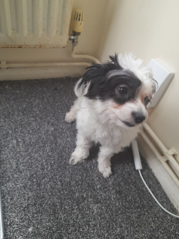 Bambi has all vaccinations, deworming, fleas, microchipBambi has all vaccinations, deworming, fleas, microchip