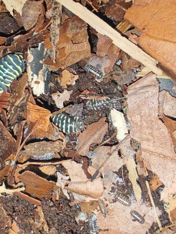 Isopods for sale
