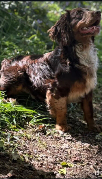 Sprocker puppies