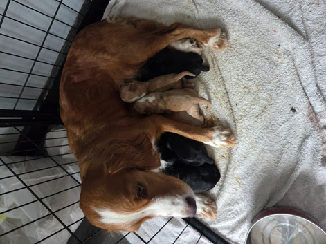 5 Beautiful boy Cocker spaniels