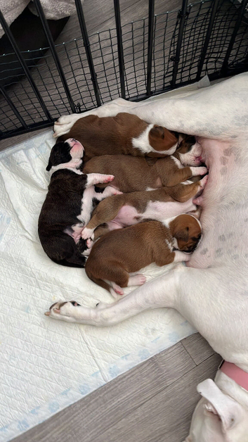 Boxer puppies