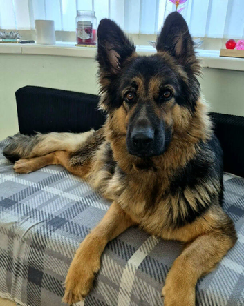 Beautiful Plush Coated German Shepherd Puppies
