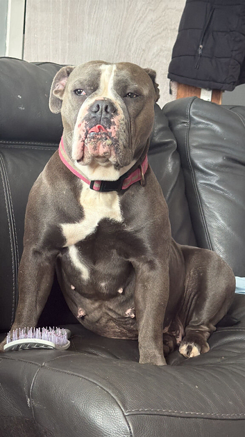 Old English Bulldogs