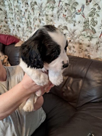 12 weeks
