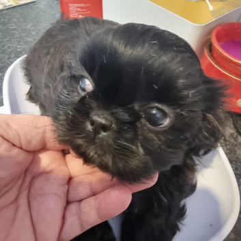 Kc reg Stunning small baby boys