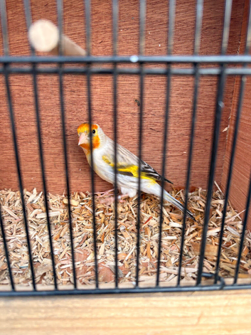 Goldfinch Mule