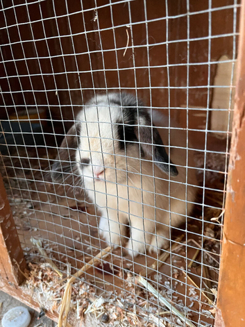Dwarf mini lop male