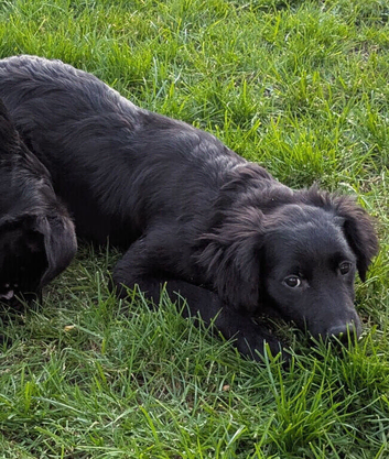 LABRADOR X WHIPPET X ROUGH COLLIE