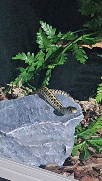 Baby chequered garter snake