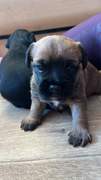 Red grizzle border terrier puppies