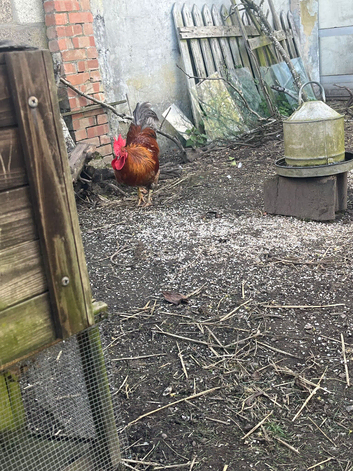 Free English cockerel