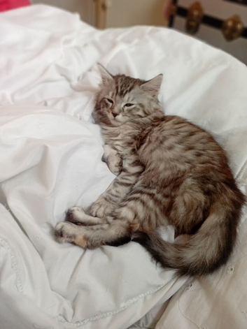 Sweet kitten for sale