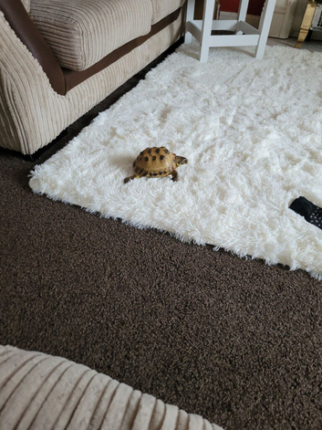 Flash horsfield Tortoise