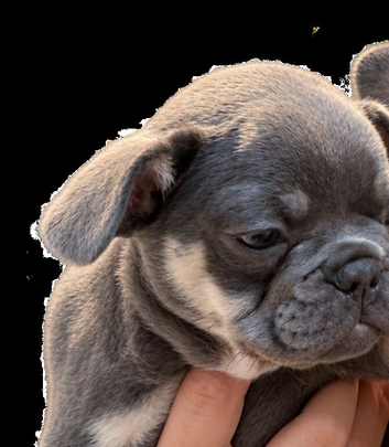 French bull dog