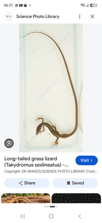 Asian Long Tailed Grass Lizard for Sale