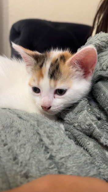 Kitten for sale!